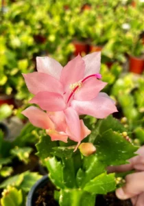 Schlumbergera Thor Freya flower