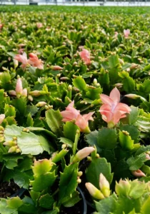 Many Schlumbergera flowers blooming in a Nursery