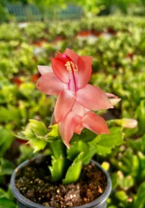 Potted Schlumbergera Thor Olga