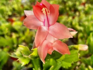 Potted Schlumbergera Thor Olga
