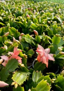 Schlumbergera pink in a greenhouse