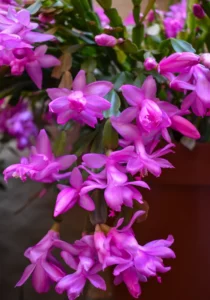Schlumbergera Thor Ritt flowers