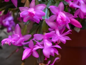 Schlumbergera Thor Ritt flowers