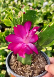 Schlumbergera Thor Sharon close up blooms