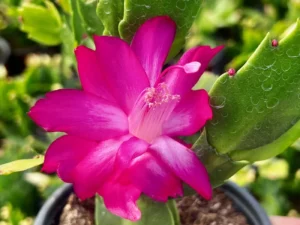 Schlumbergera Thor Sharon close up blooms