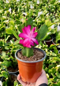 Potted Schlumbergera hot pink colour