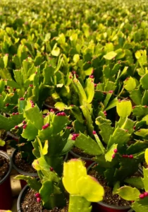 Schlumbergera magenta bulbs in a greenhouse