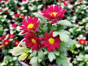 Chrysanthemum Swifty Magenta blooming in a pot