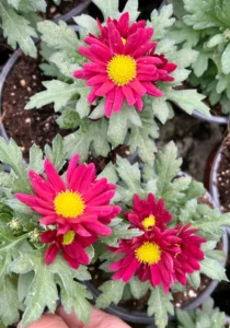 Swifties Magenta flowers in pots