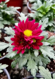 close up of the blooms of a Swifty Magenta