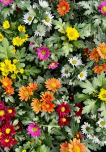 Chrysanthemum Swifty Mix flowers