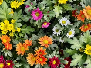 Chrysanthemum Swifty Mix flowers
