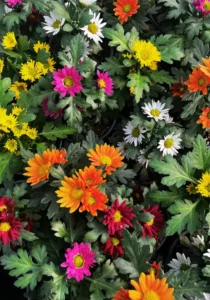 Chrysanthemum in a greenhouse
