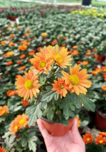 Chrysanthemum Swifty Orange flower blooming in a pot
