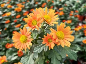 Chrysanthemum Swifty Orange flower blooming in a pot