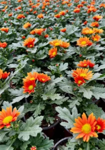 swifties Orange in the greenhouse