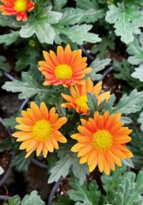 close up of of blooms Swifty Orange