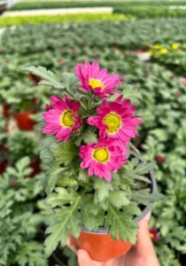 Chrysanthemum Swifty Pink flowers blooming in pot