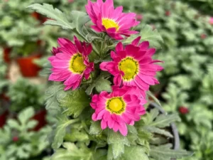 Chrysanthemum Swifty Pink flowers blooming in pot
