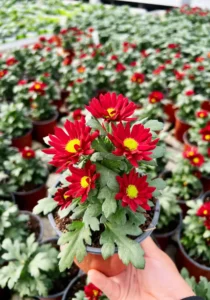 Chrysanthemum Swifty Red in pot in a greenhouse