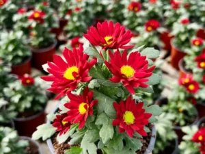 Chrysanthemum Swifty Red in pot in a greenhouse