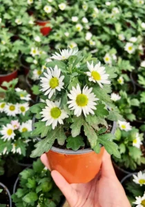 Chrysanthemum Swifty White in a pot