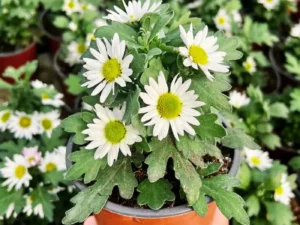 Chrysanthemum Swifty White in a pot
