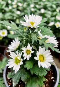 close up of a Swifty White in a pot