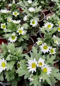 swifties white in the greenhouse