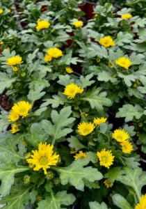 pots in Swifty Yellow in a greenhouse