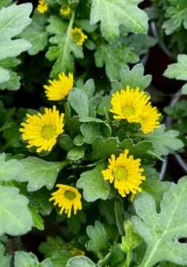 close up of a Swifty Yellow