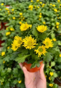 Chrysanthemum Swifty Yellow in a pot