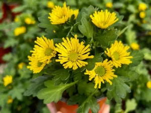 Chrysanthemum Swifty Yellow in a pot