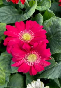 Gerbera Deep Magenta two flowers