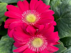 Gerbera Deep Magenta two flowers