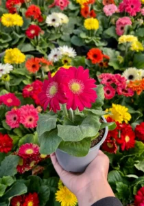 gerberas red in a pot