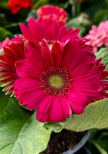 gerbera hot pink close up
