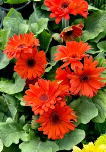 Gerbera orange in a greenhouse
