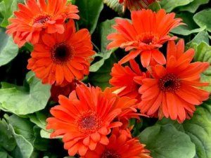 Gerbera orange in a greenhouse