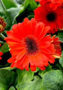 orange gerbera close up
