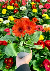 two Gerbera in a pot
