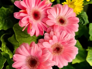 four pink gerbera