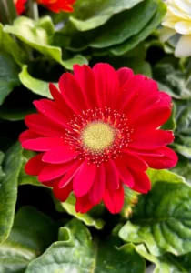 Gerbera Red close up