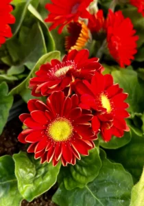 Gerbera Red three flowers in a pot