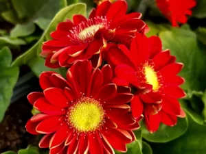 Gerbera Red three flowers in a pot