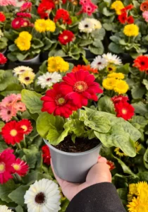 Gerbera Red in a pot in the greenhouse
