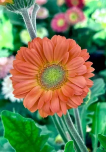 salmon gerbera close up