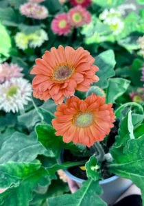 gerbera salmon two flowers