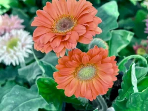 gerbera salmon two flowers