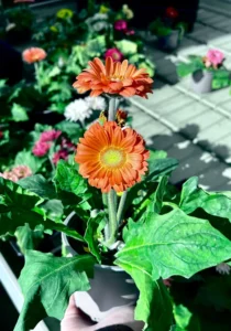 salmon gerbera in a pot